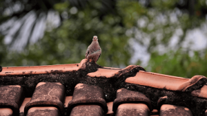 Austin Animal Infestation in Multi-Family Dwelling Roofs