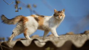 Austin Animal Infestation in Multi-Family Dwelling Roofs