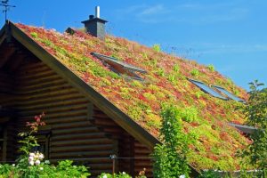 Green roof installation Cedar Park